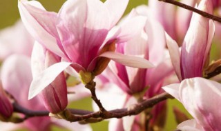 四月的别称和雅称（四月的别称和雅称叫什么）