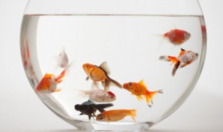 梦见发大水捉鱼是什么意思 梦见发大水捉鱼是什么意思 周公解梦