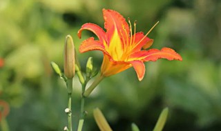 世界的母亲之花是什么 世界母亲节的母亲之花指的是什么花