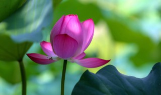 三伏天是什么意思含义 三伏天的意思