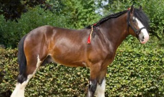 万马之王是什么马 万马之王有多大