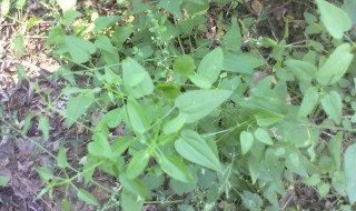 老鼠布袋的学名叫什么 布袋鼠是什么