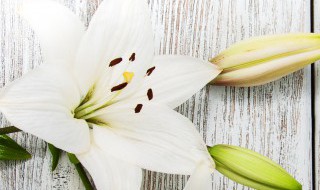 56朵百合代表什么（56朵百合代表什么含义）