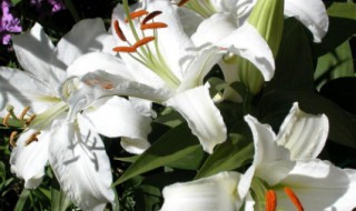 两朵百合代表什么 两朵百合代表什么寓意