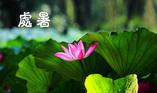 处暑之后种什么蔬菜 处暑之后种什么蔬菜好