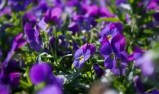 苦苣的生日花语是什么（苦菜花的花语）