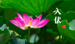 2021三伏天从什么时候开始（2021的三伏天从什么时候开始）