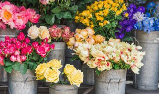 送给父亲送什么鲜花最好以及攻略（适合送给父亲的鲜花）