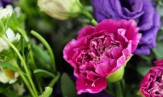 教师节送什么花最新（教师节送哪种花）