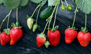 草莓树的花语是什么（树莓花的花语）