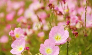 红樱草的生日花语是什么 红樱草的生日花语是什么呢