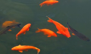 孕妇梦见鱼预示着什么（孕妇梦见鱼预示着什么生男生女）