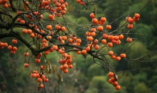 二十四节气霜降为什么要吃柿子 霜降节气吃柿子的寓意