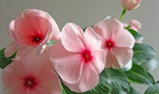 长春花的花语是什么意思 春花的花语是什么?