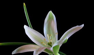 伯利恒之星的花语及含义是什么 伯利恒之星的寓意