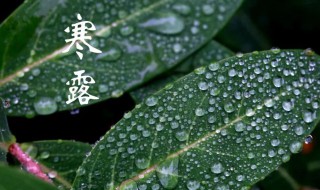 寒露有什么吉祥寓意以及含义是什么 寒露的寓意是什么