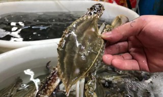 如何清洗梭子蟹 梭子蟹怎样清洗