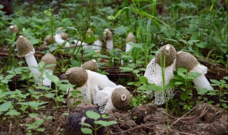 竹荪如何清洗（竹荪如何清洗食用）