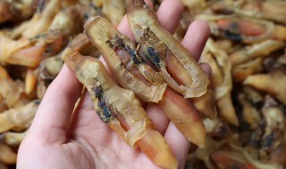 如何清洗蛏干 清洗蛏干的方法