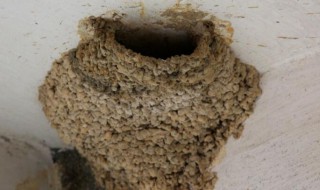 燕子窝为什么不能捅（把燕子窝捅了代表什么预兆）