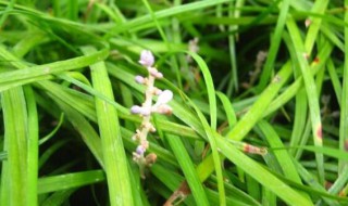 关于袋草含义是什么 草袋子是什么