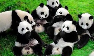 成都大熊猫繁育研究基地介绍 成都大熊猫繁育研究基地介绍牌