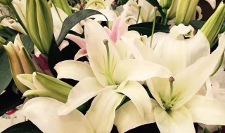 梦见买花是什么意思 孕妇梦见买花是什么意思