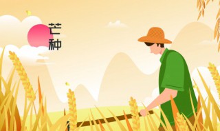 芒种做什么农活（芒种农民做什么）