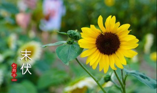 在三伏天吃什么比较好呢（三伏天吃啥好）