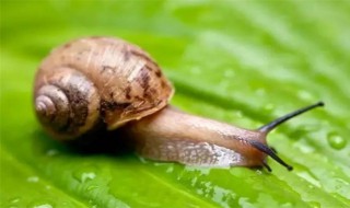 蜗牛的两对触角分别有什么作用 蜗牛的两对触角分别有什么作用和功能