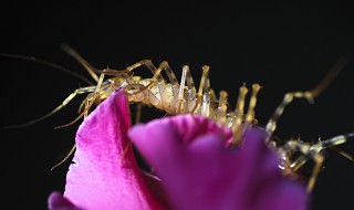 杀蚰蜒小妙招（杀蚰蜒用什么杀虫剂比较有效）