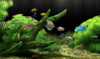 鱼缸黄水的原因和处理方法 鱼缸黄水的原因和处理方法龙巅