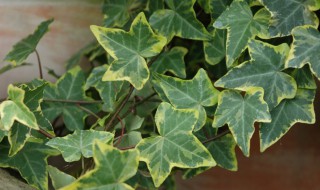 卫生间养什么植物除臭（卫生间放什么植物旺风水）