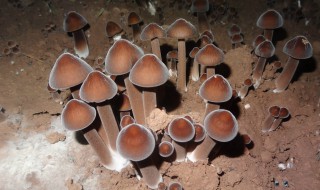 黑鸡枞菌种植方法（黑鸡枞菌种植方法图解）