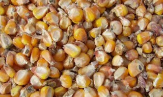 玉米轻微发霉处理方法 玉米轻微发霉处理方法图片