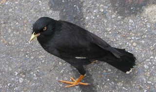 家里为啥不能养八哥（养八哥鸟最大的忌讳）