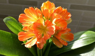 君子兰花怎么养 君子兰花怎么养护