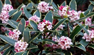 金边瑞香怎么养才能更旺盛 金边瑞香应该怎么养