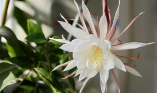 昙花如何养护才开花（昙花如何养护才开花多）