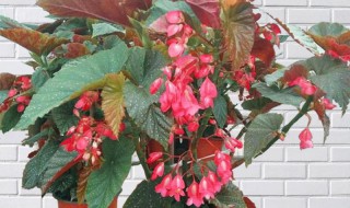 竹节海棠怎么养护长的好开花多（竹节海棠的养殖方法和注意事项竹节海棠长的慢）