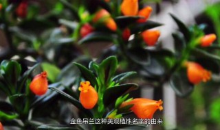 新买的金鱼吊兰咋养 新买的金鱼吊兰咋养护