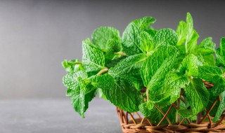 薄荷怎么养盆栽 薄荷怎么养盆栽夏天