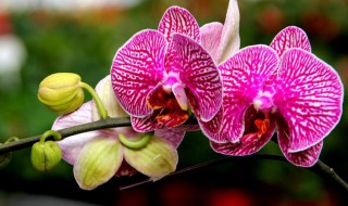 如何养蝴蝶兰（室内如何养蝴蝶兰）