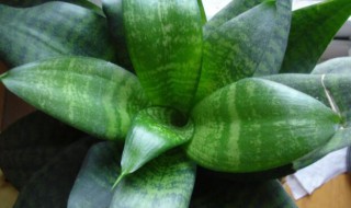 虎皮兰夏季如何养殖（虎皮兰夏季养殖方法和注意事项）