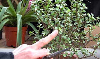 金枝玉叶夏季怎么养护（金枝玉叶夏季怎么养护视频）