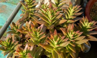 火祭徒长变绿怎么办 火祭徒长发绿