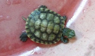 幼小的巴西龟怎喂食 幼小的巴西龟吃什么