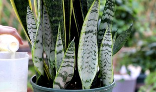 虎皮兰怎么养才长得好 虎皮兰的作用和功效吸收甲醛