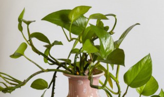 绿萝如何养殖（绿萝如何养殖越长越旺）