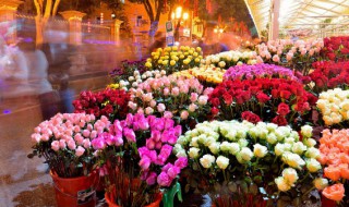 怎样修剪玫瑰花才能更旺盛（怎样修剪玫瑰花才能更旺盛一些）